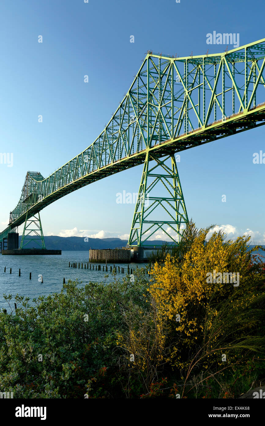 Astoria-Megler Bridge and yellow flowers, Columbia River, Astoria, Oregon USA Stock Photo