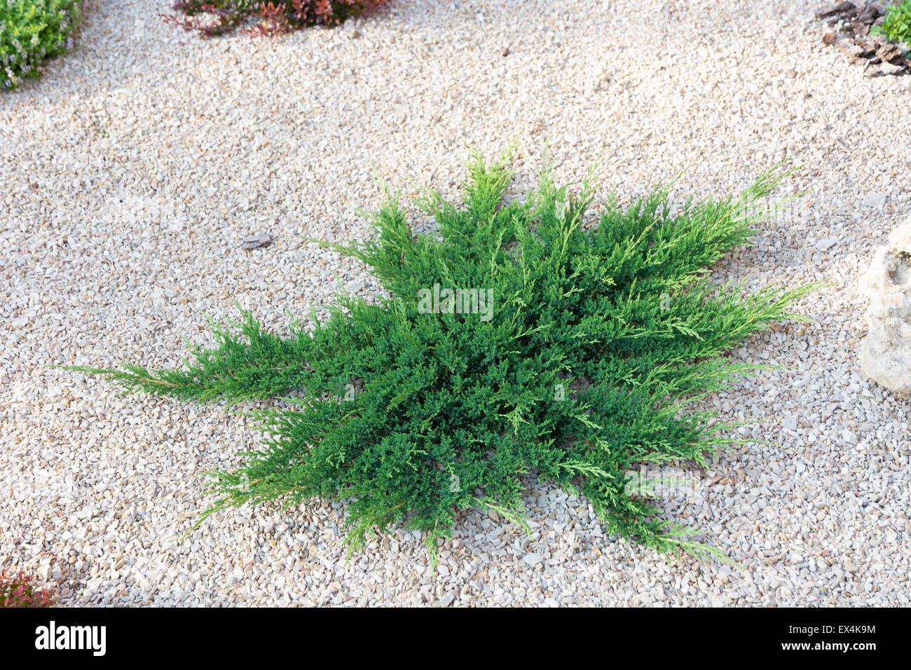 Juniper bush on the background of bright stones. Element of landscape design. Stock Photo