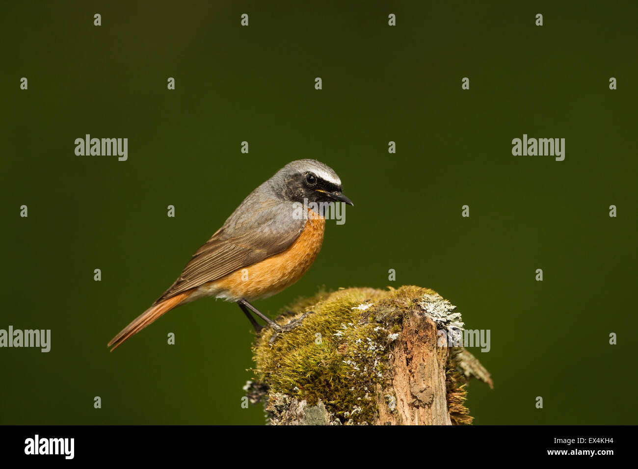 Male Redstart perched on a mossy post in a woodland valley (Phoenicurus phoenicurus) - UK Stock Photo