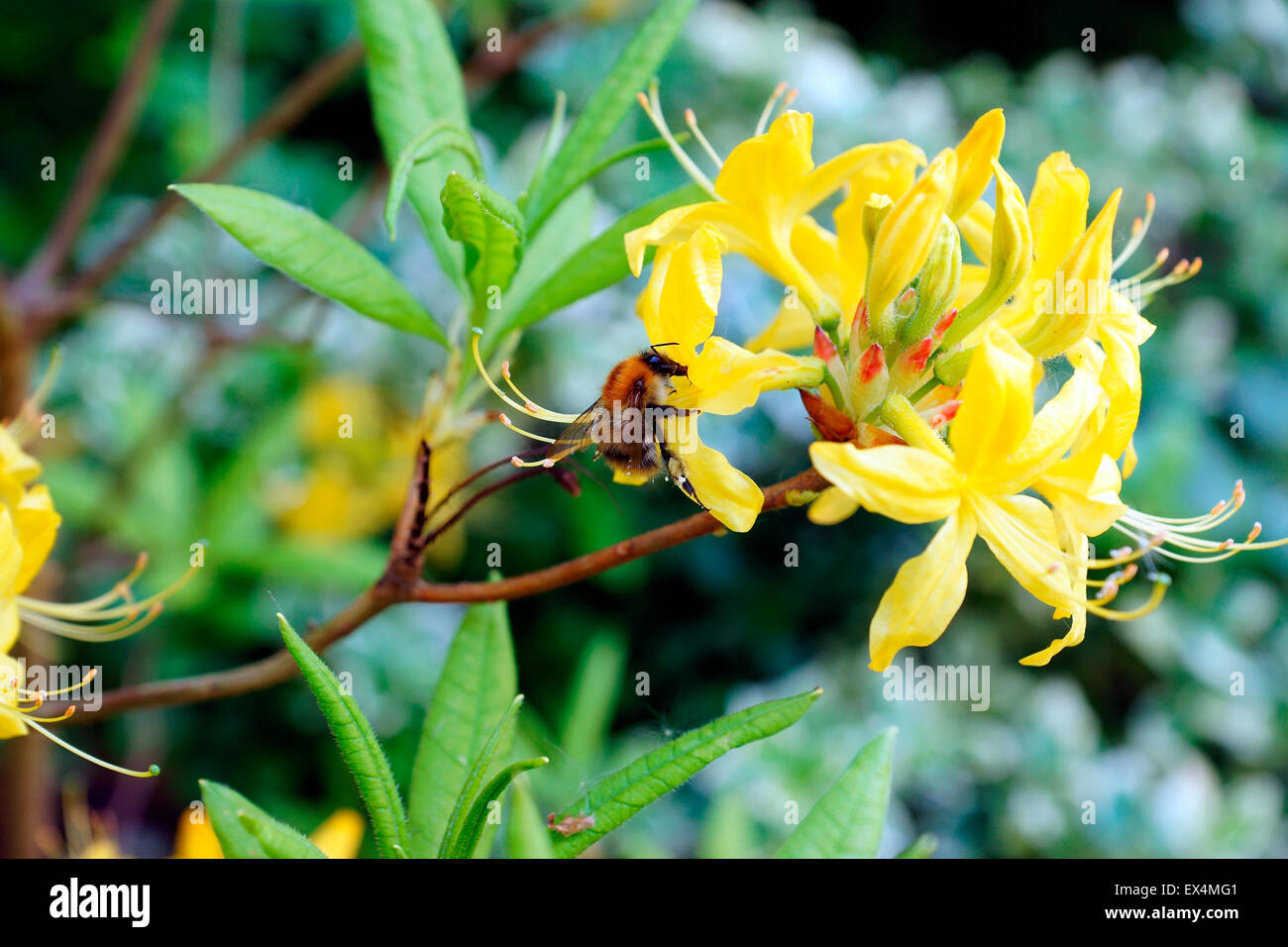 BUMBLE BEE ON A HONEYSUCKLE AZALEA. Stock Photo