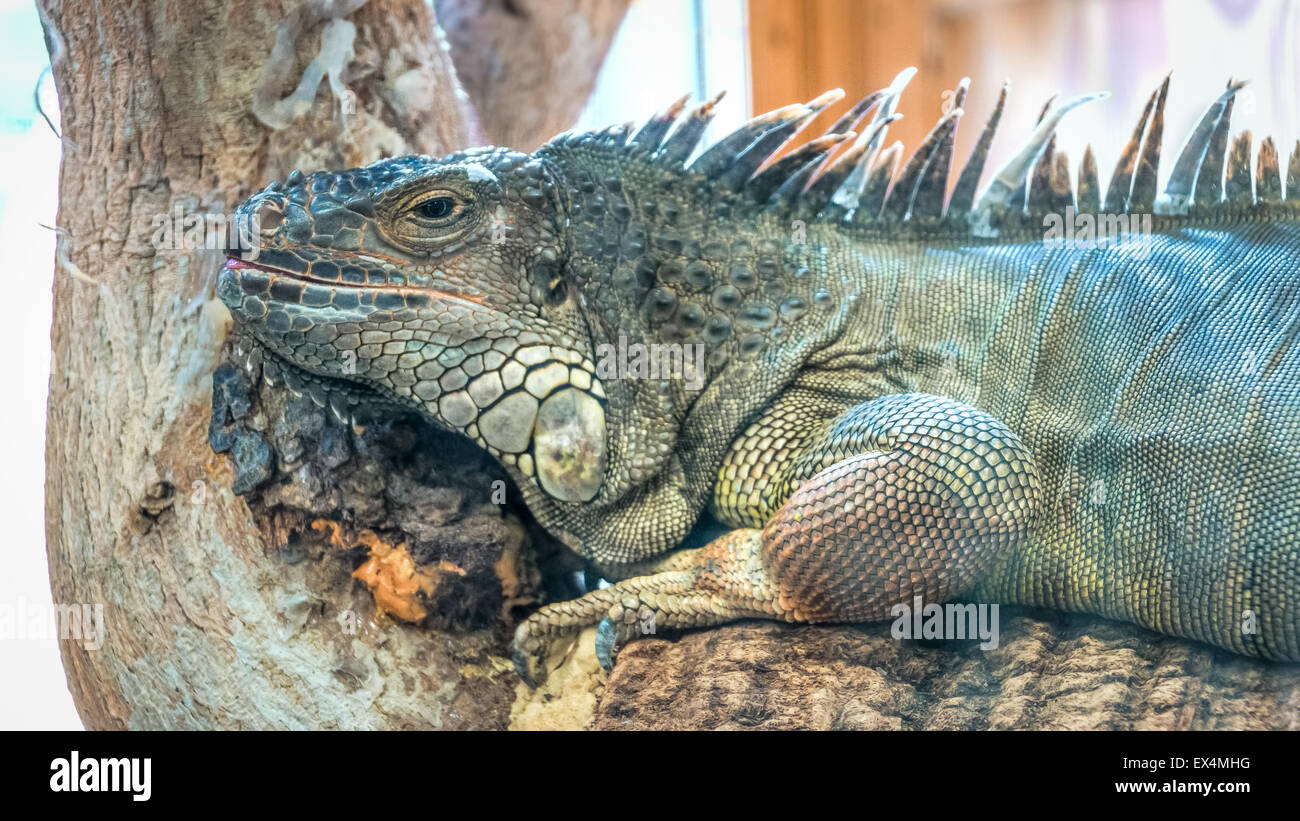 Giant lizard hi-res stock photography and images - Alamy