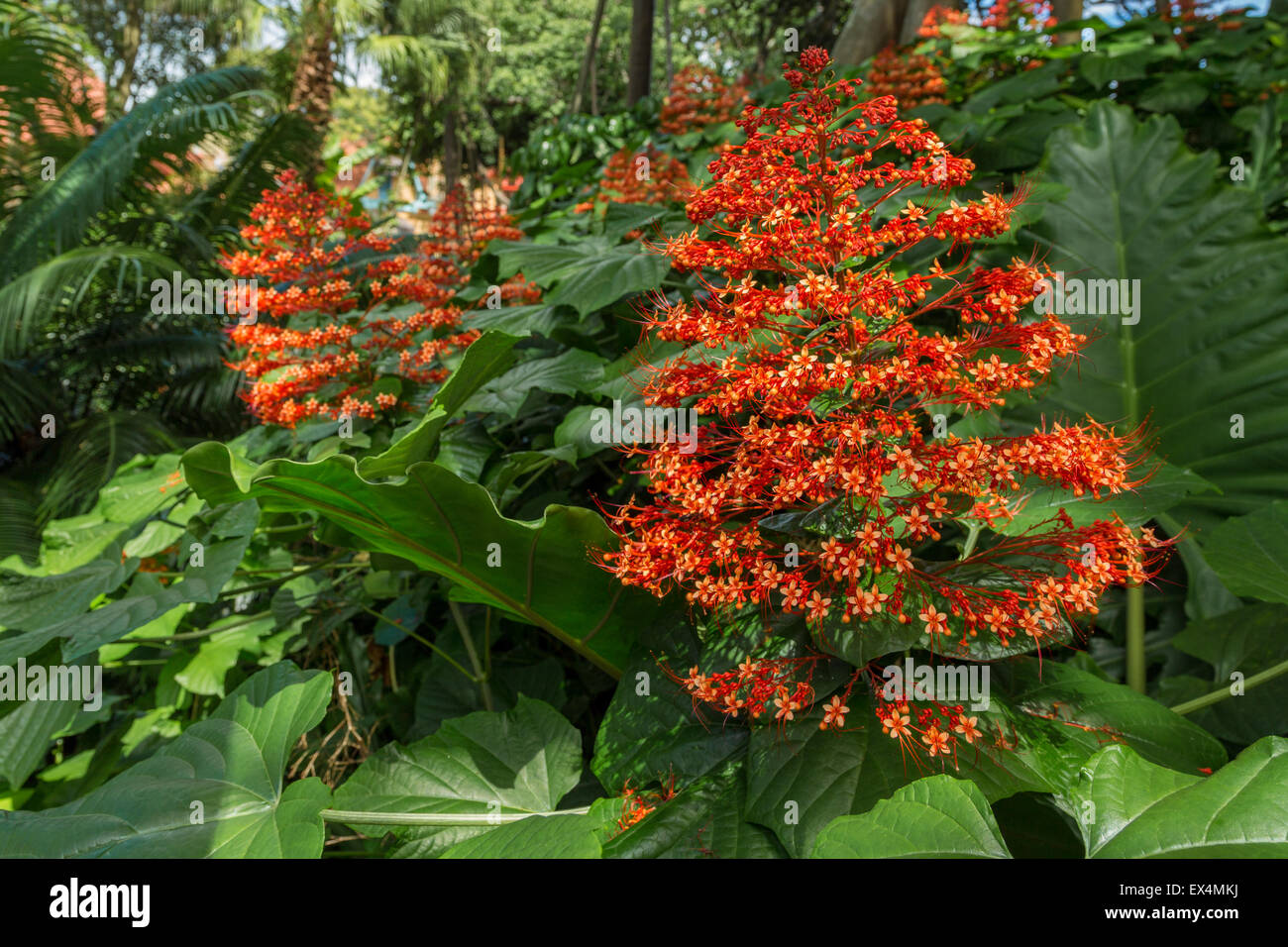 A flowering plant with broad leaves and a bunch of tiny little red