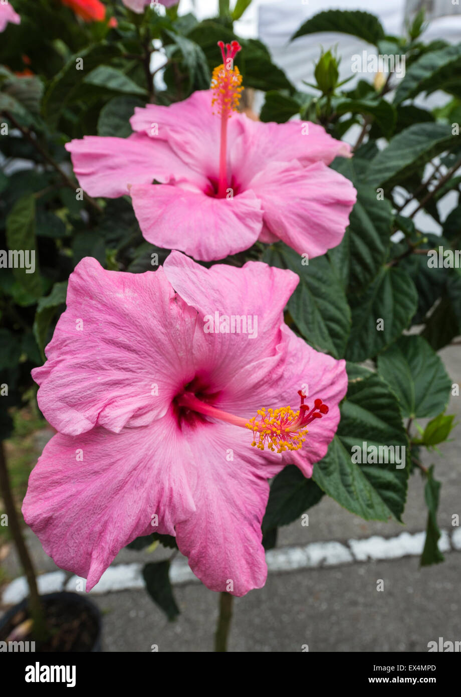 Flowering hibiscus plants for sale at Pioneer Days Festival in High
