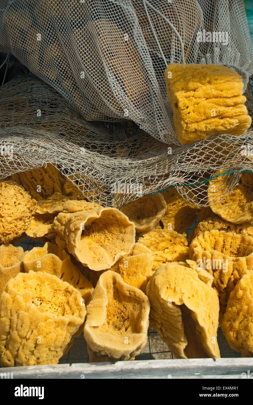 Sea sponges recently retrieved from diving, placed in net in Tarpon