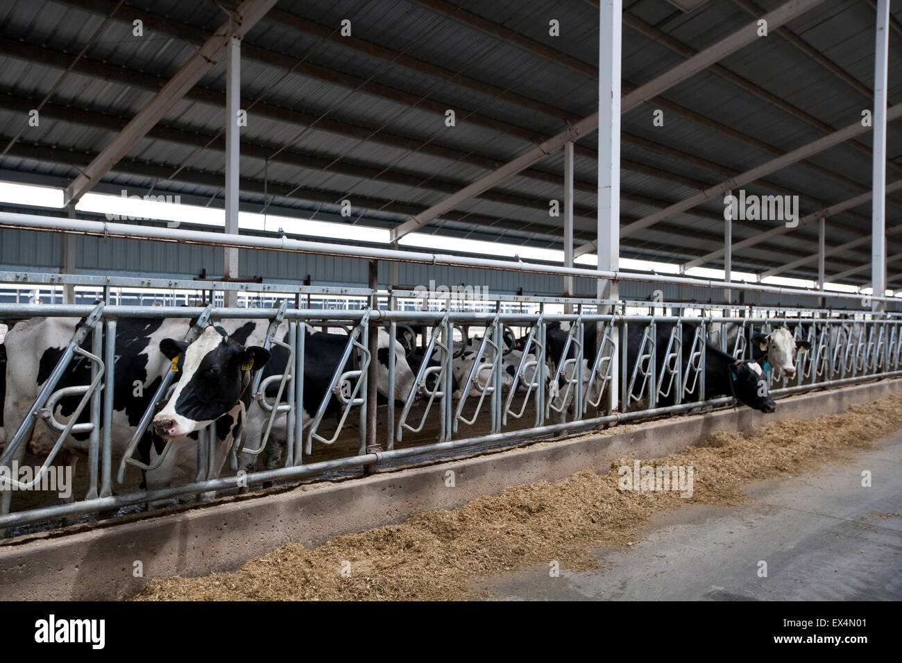 Cow badger feed hires stock photography and images Alamy