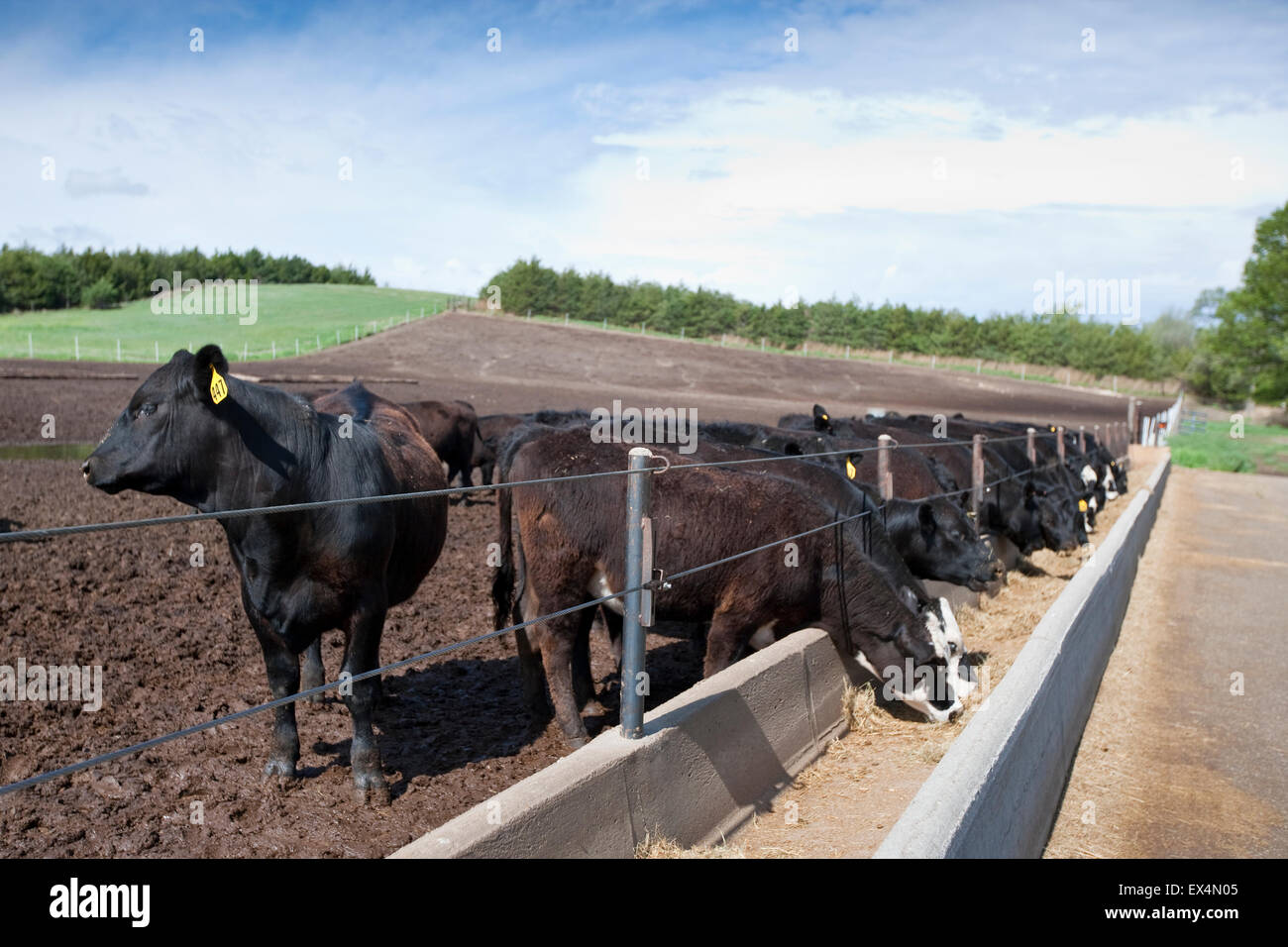 Beef farm, Nebraska, USA Stock Photo Alamy