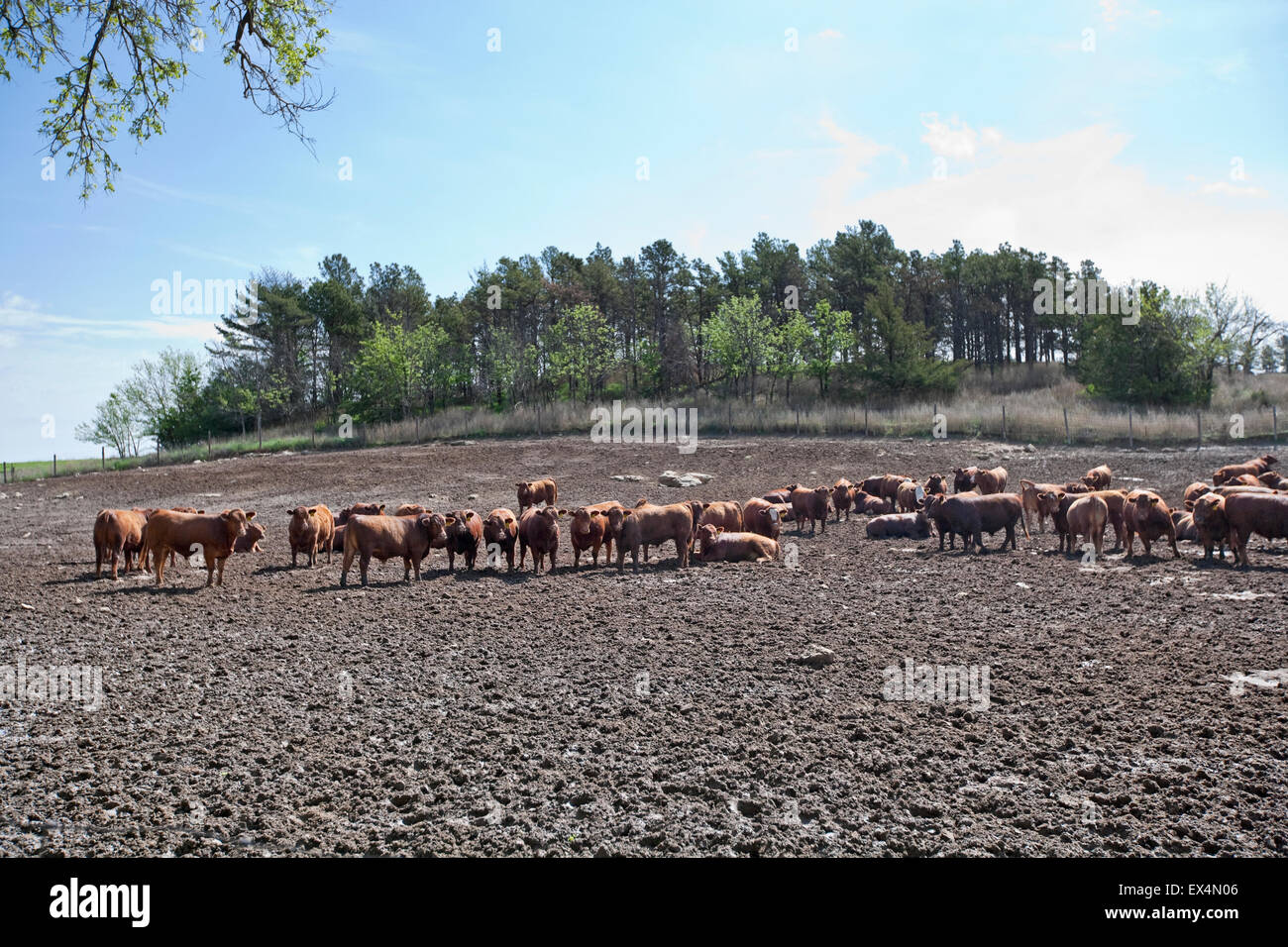 Beef farm with Red Angus Cattle, Nebraska, USA Stock Photo