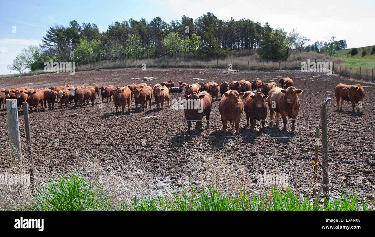 Beef farm, Nebraska, USA Stock Photo