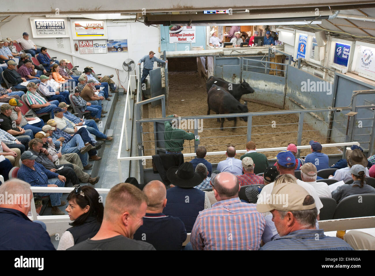 Livestock auction usa hires stock photography and images Alamy