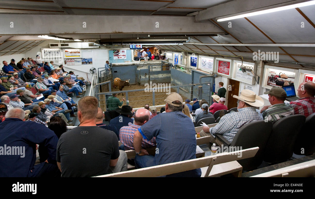 Lexington Livestock Market, Nebraska, USA Stock Photo