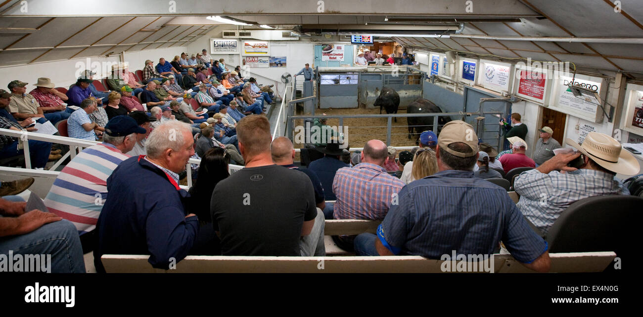 Livestock auction usa hires stock photography and images Alamy