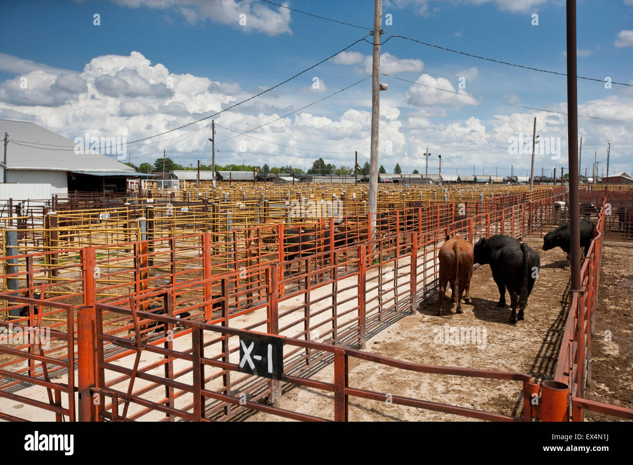 Lexington Livestock Market, Nebraska, USA Stock Photo