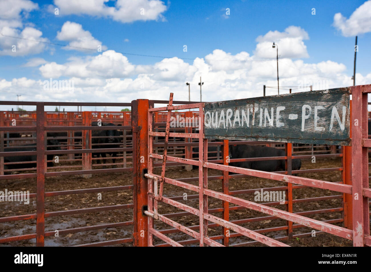 Lexington Livestock Market, Nebraska, USA Stock Photo Alamy