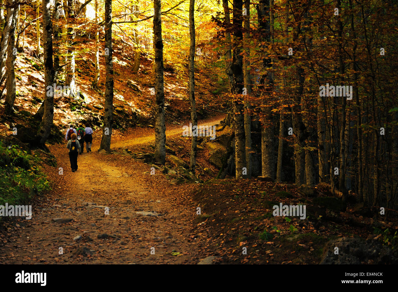 Path in beech forest. Autumn in the Valley Ordesa. Pyrenees, Aragón, Huesca, Spain Stock Photo
