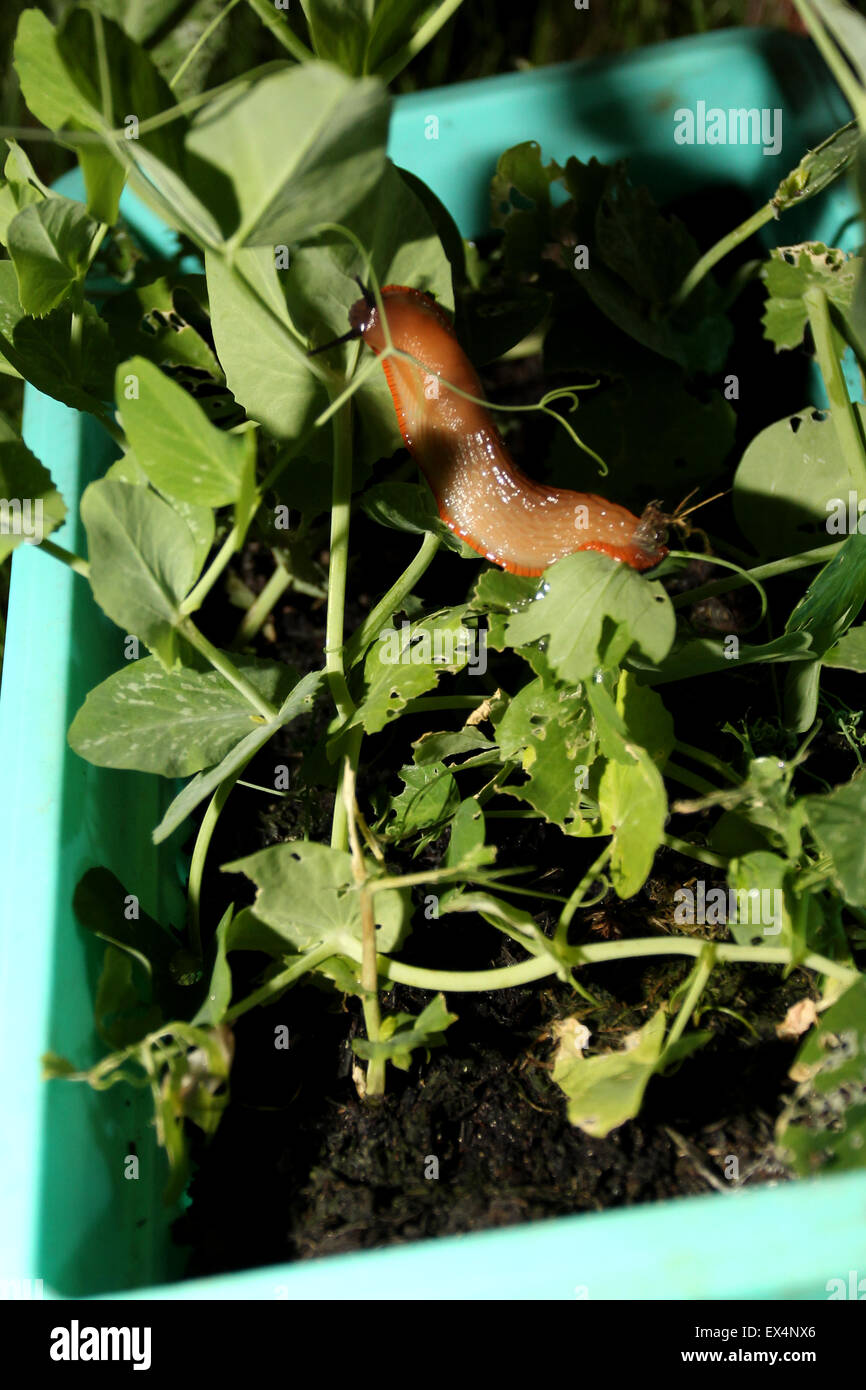 A cheeky slug pictured eating away at a pea vegetable plant in a garden pot in Chichester, West Sussex, UK. Stock Photo