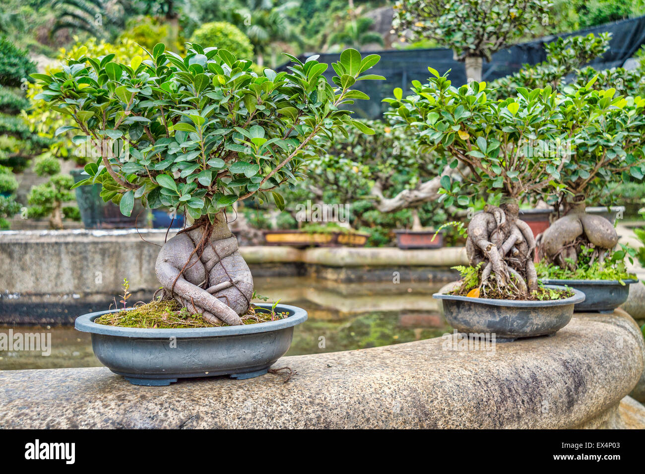 Collection of bonsai trees in Hong Kong Stock Photo