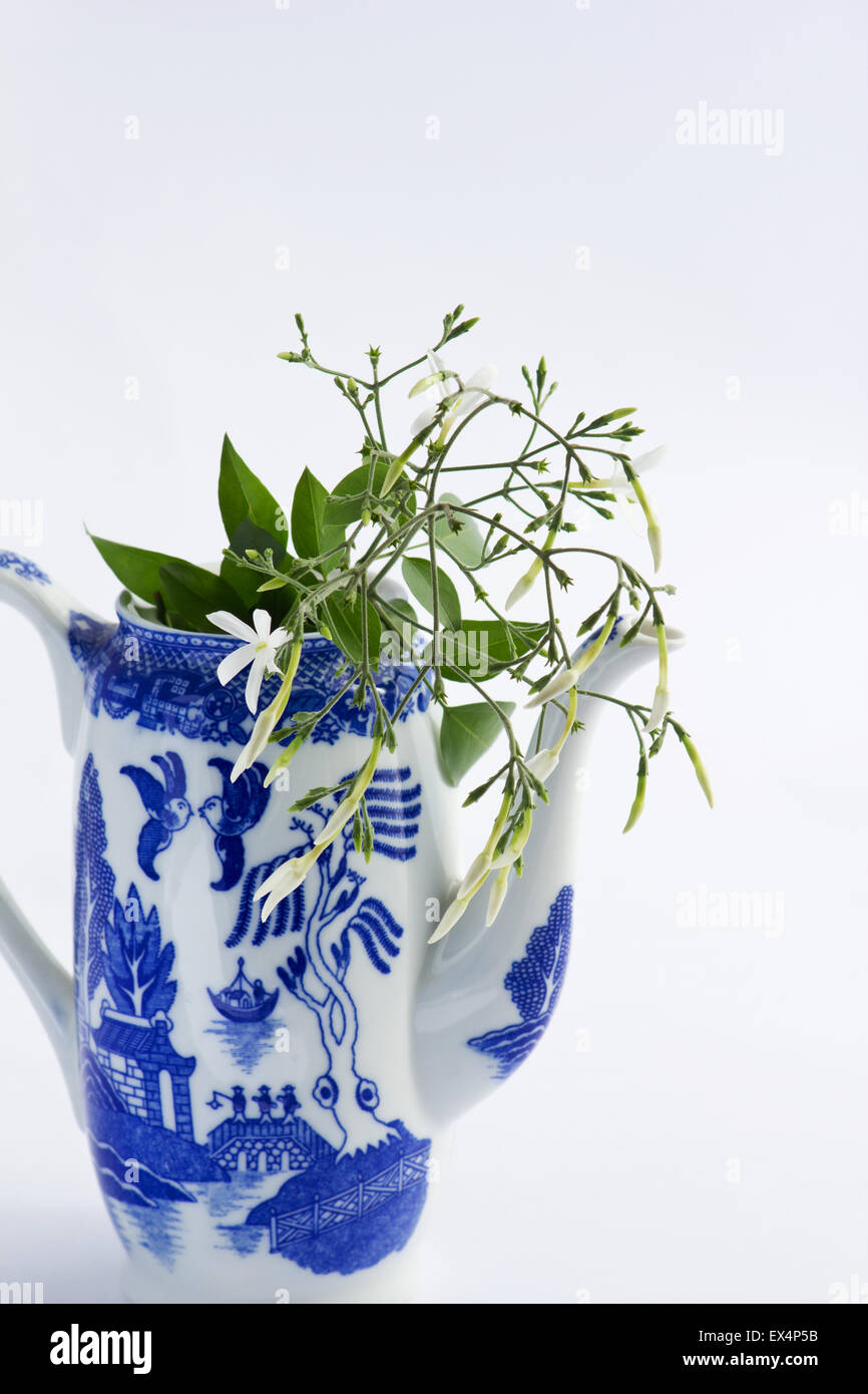 Blue and white pitcher with jasmine (Jasminum azoricum) flowers on white background Stock Photo