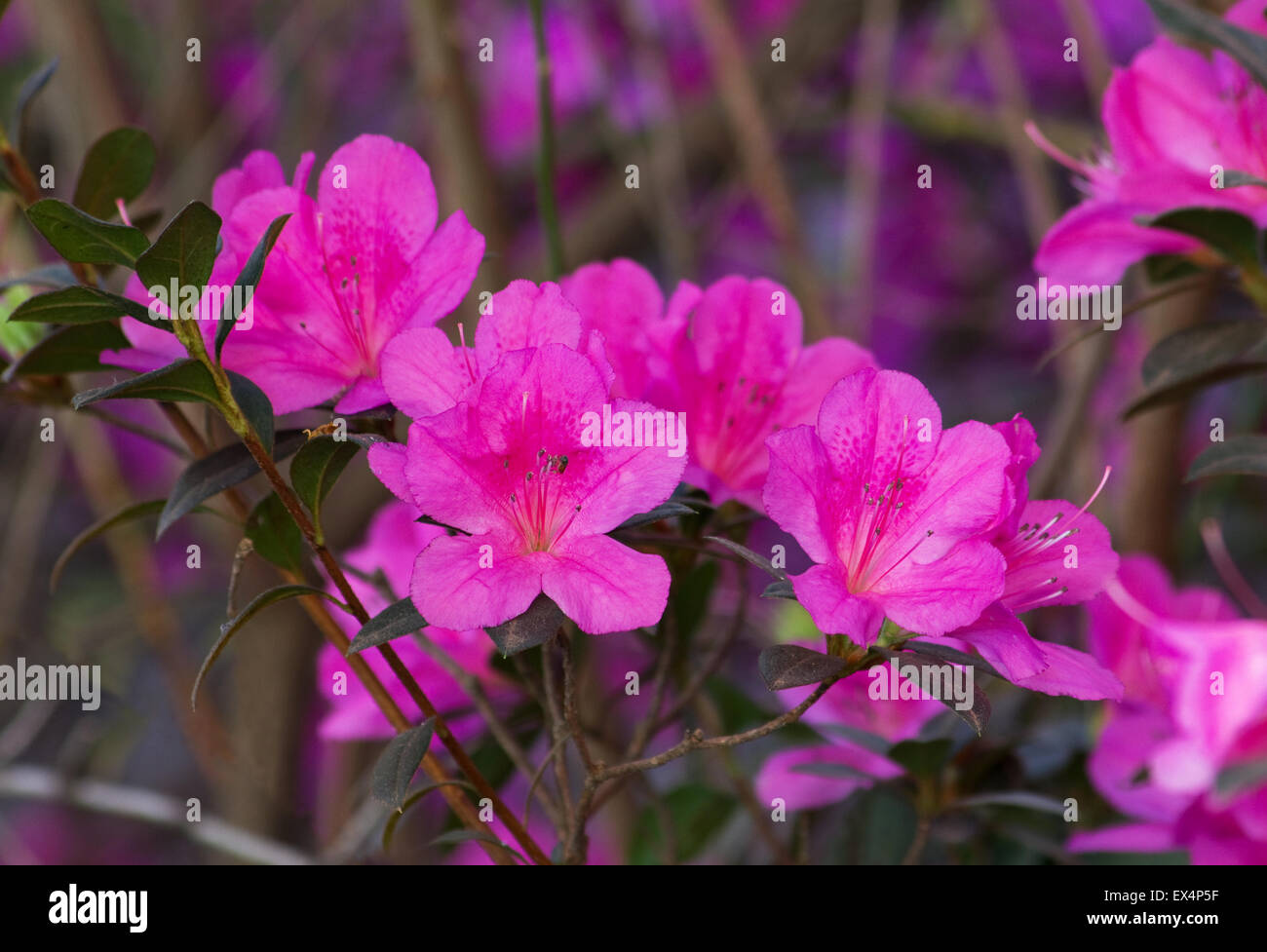 Pink rhododendron plant in flower Stock Photo