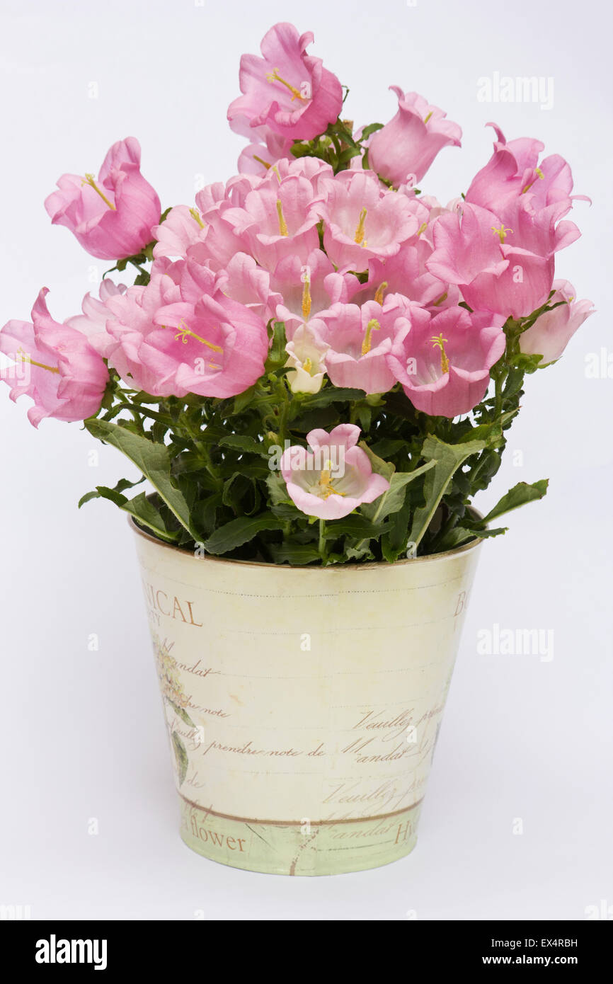 Campanula bellflower (campanula formanekiana) plant in flower in a vase on white background Stock Photo