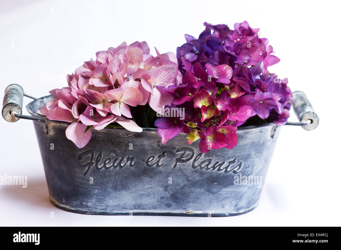 Pink hydrangeas on white background Stock Photo - Alamy