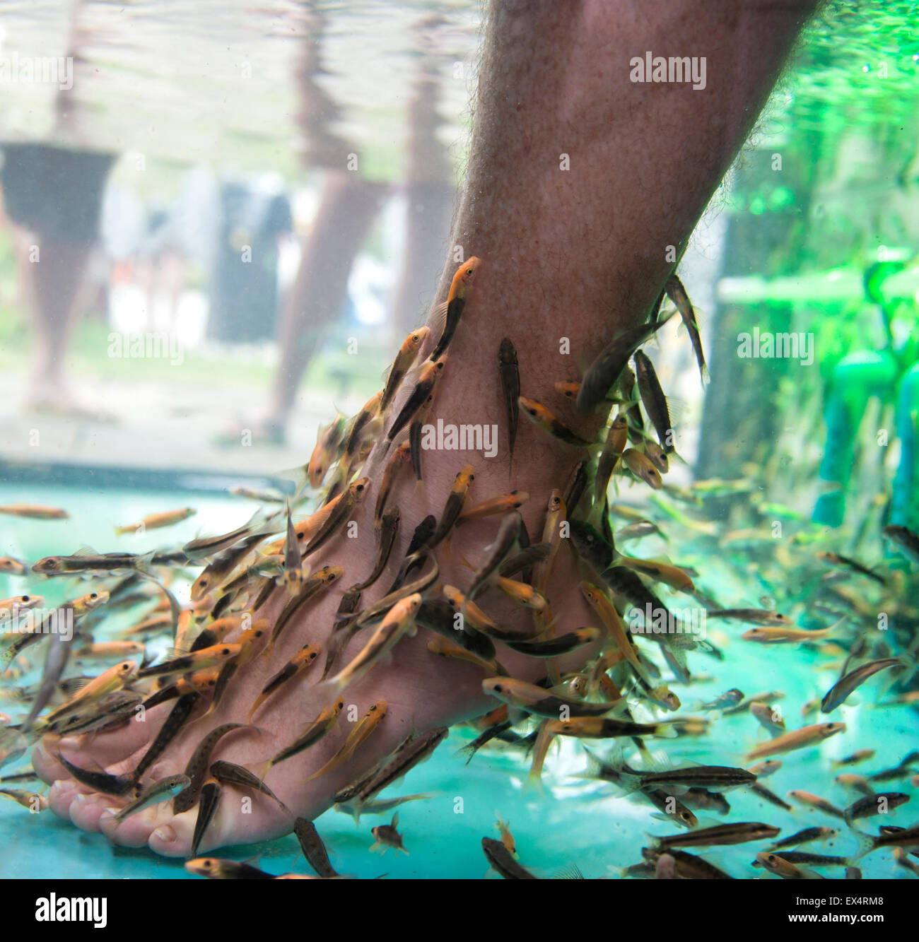 Fish foot spa providing a pedicure treatment. Stock Photo