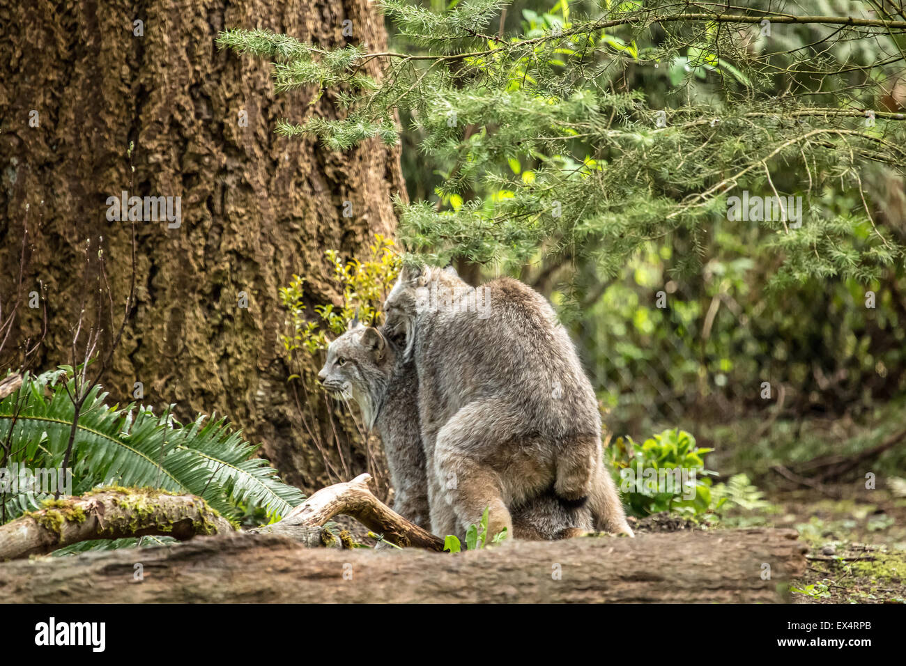 Canada Lynx mating at Northwest Trek Wildlife Park near Eatonville, Washington, USA Stock Photo