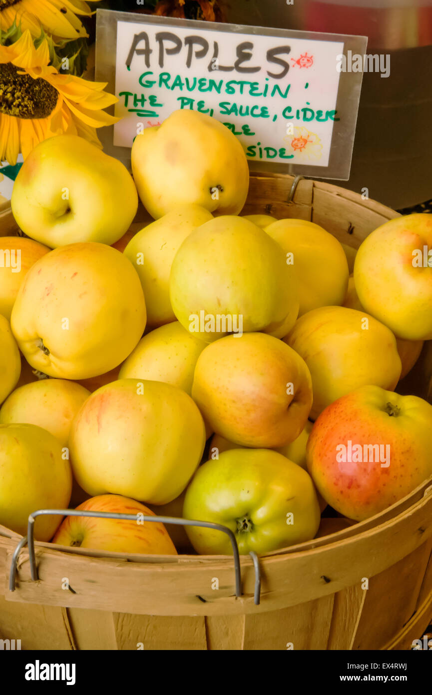 Bushel basket of Gravenstein apples near Fall City, Washington, USA Stock Photo