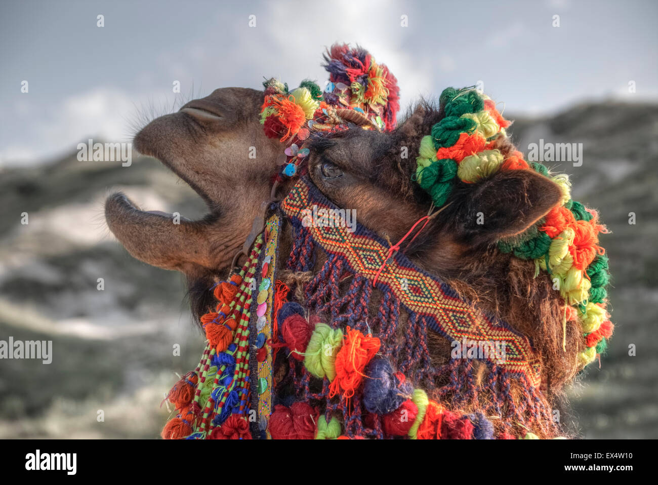 a camel decorated in Turkish style Stock Photo