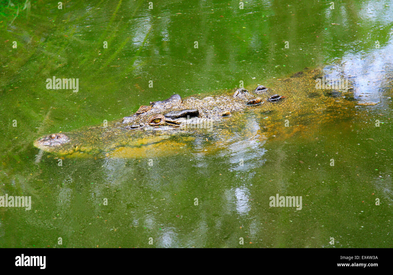 dangerous crocodile swimming under the water Stock Photo