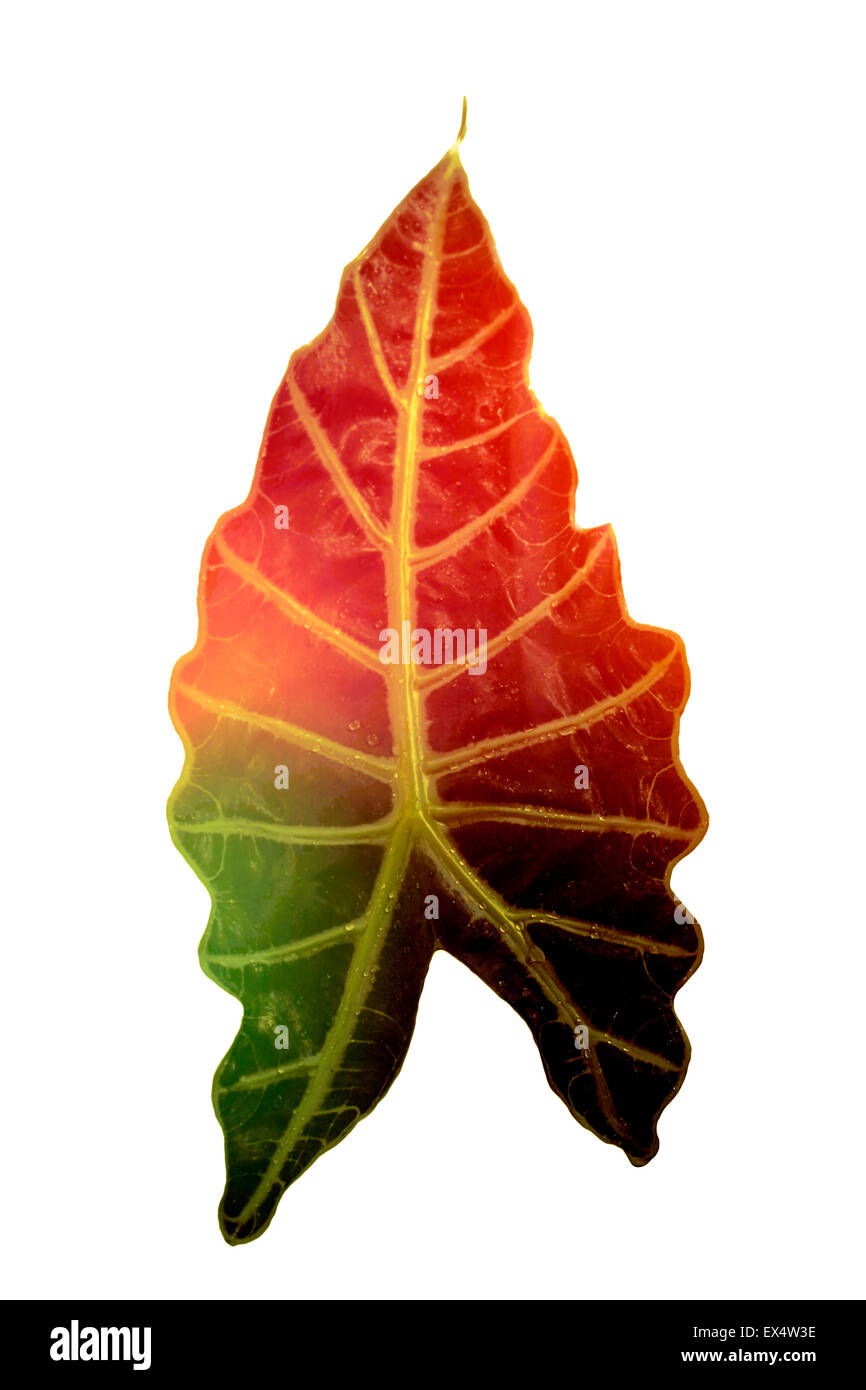 a large green and orange leaf on white background Stock Photo Alamy