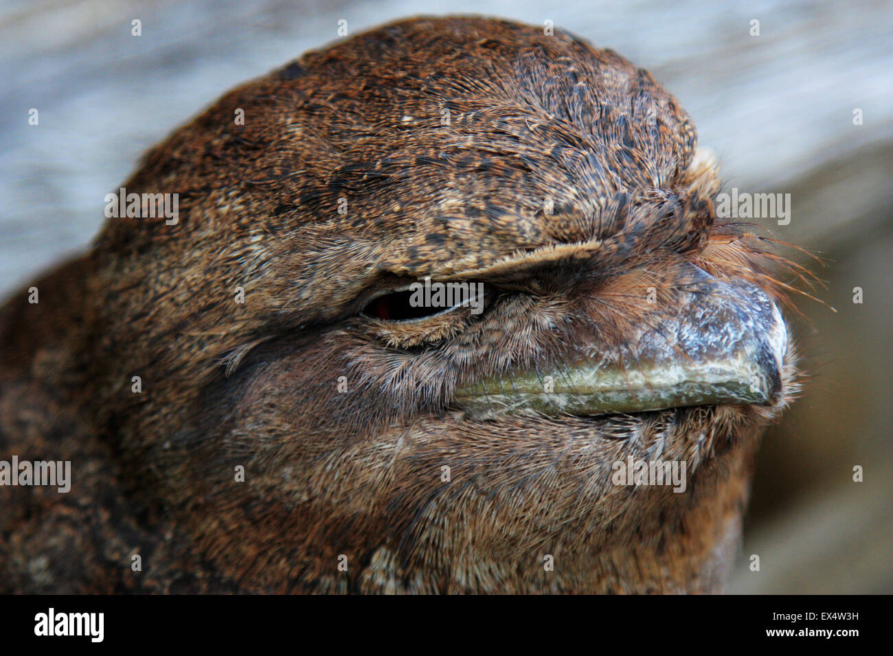 Frog mouth open hi-res stock photography and images - Alamy