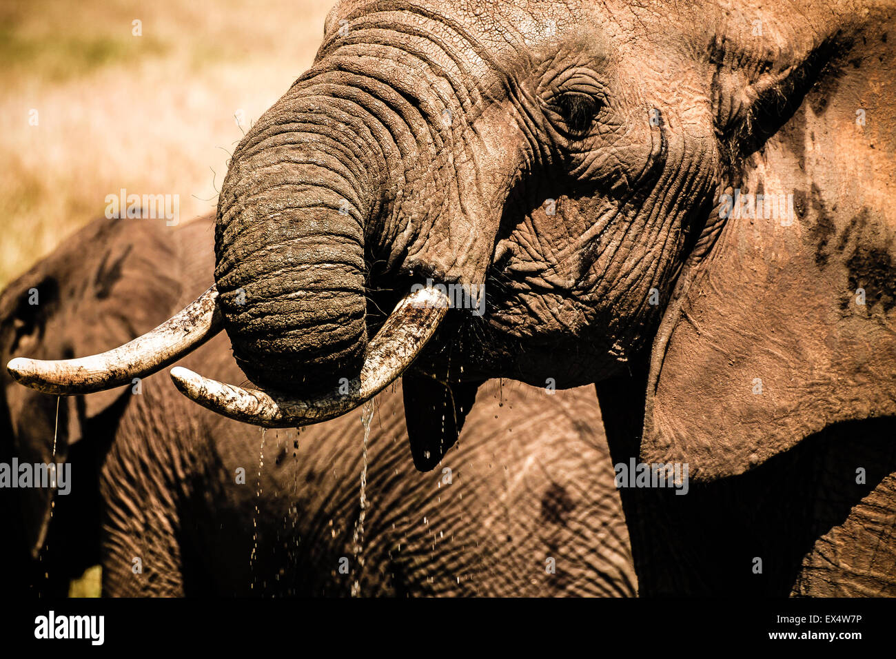 Close-up of an African elephant (Loxodonta africana) playing and drinking water in Masai Mara Kenya Stock Photo