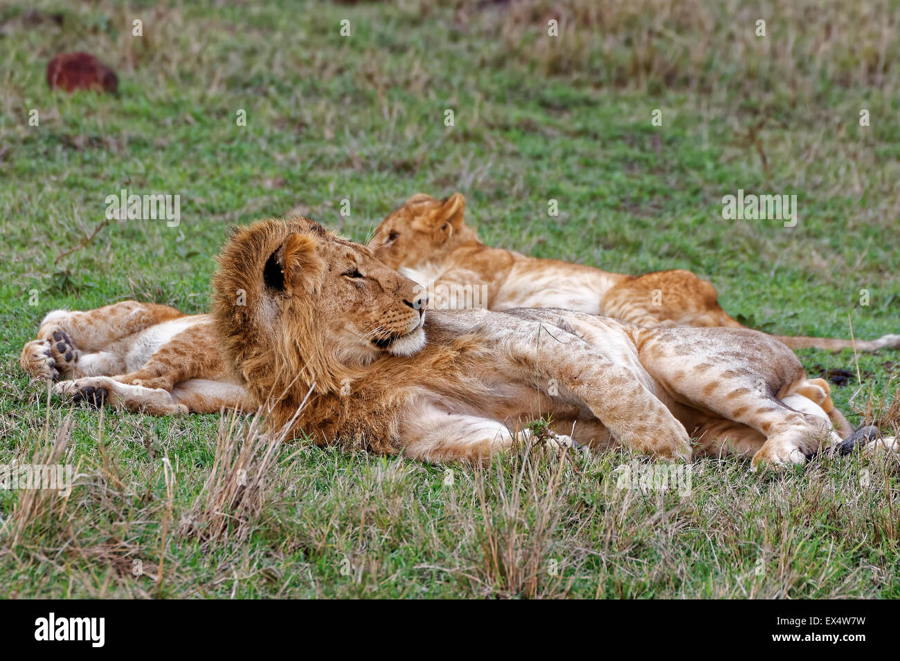 Lion Panthera Leo Masai Mara Reserve Kenya Stock Photo - Alamy