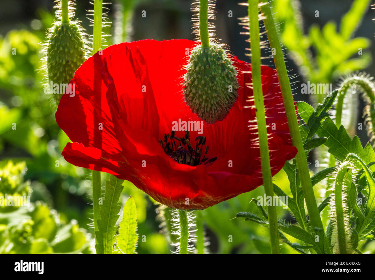 Poppy in sunlight Stock Photo