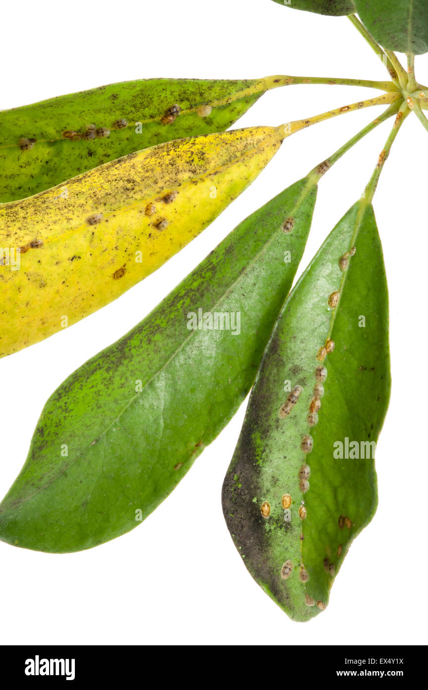 Soft brown scale and sooty mould on umbrella plant Stock Photo