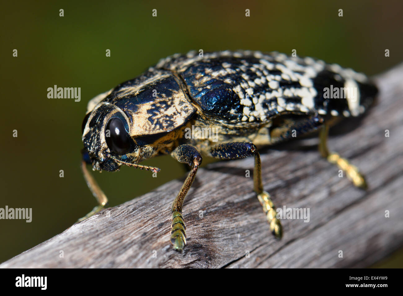 Beetle in dry forests of Isalo National Park, Southwestern Madagascar Stock Photo