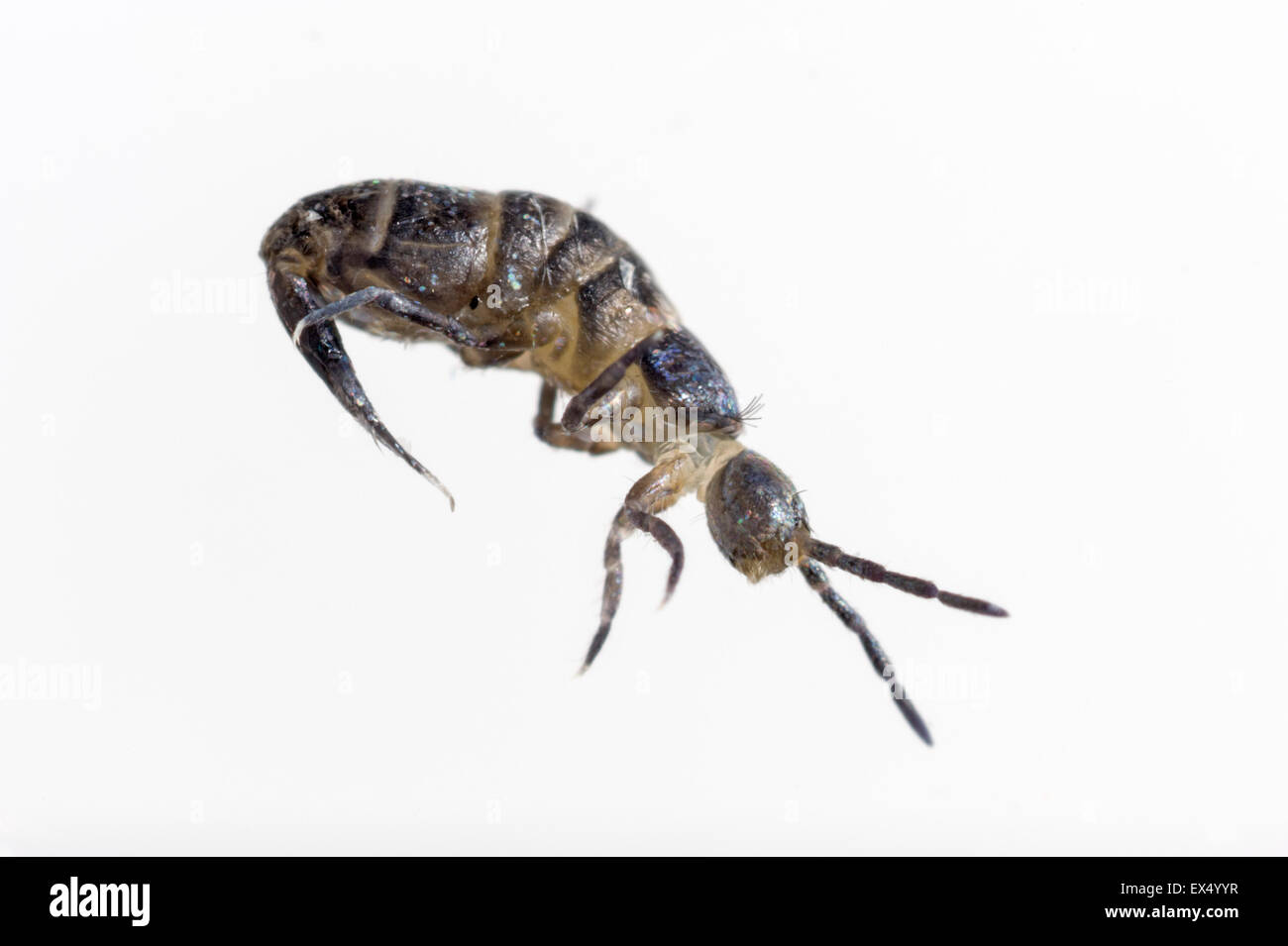 Close-up of a Springtail collected from leaf litter Stock Photo