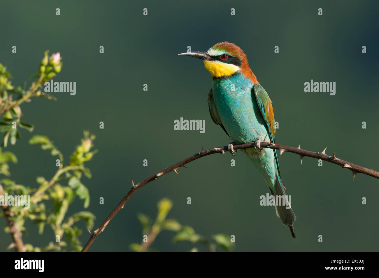 European bee-eater (Merops apiaster), Rhineland-Palatinate, Germany Stock Photo
