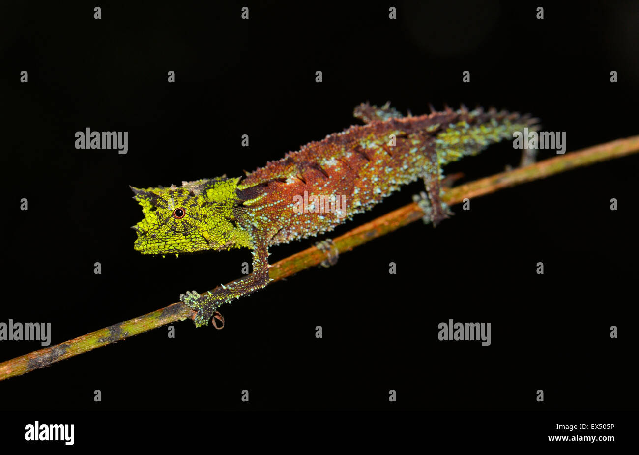 Male leaf chameleon (Brookesia vadoni), Marojejy National Park