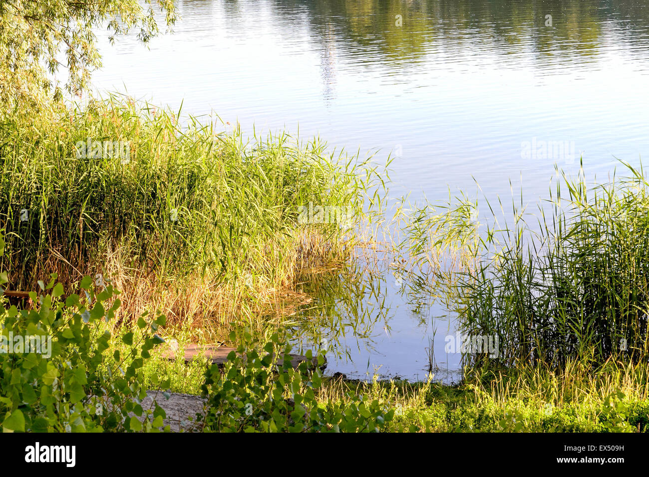 Green reeds are growing close to the lake in summer. The evening light ...
