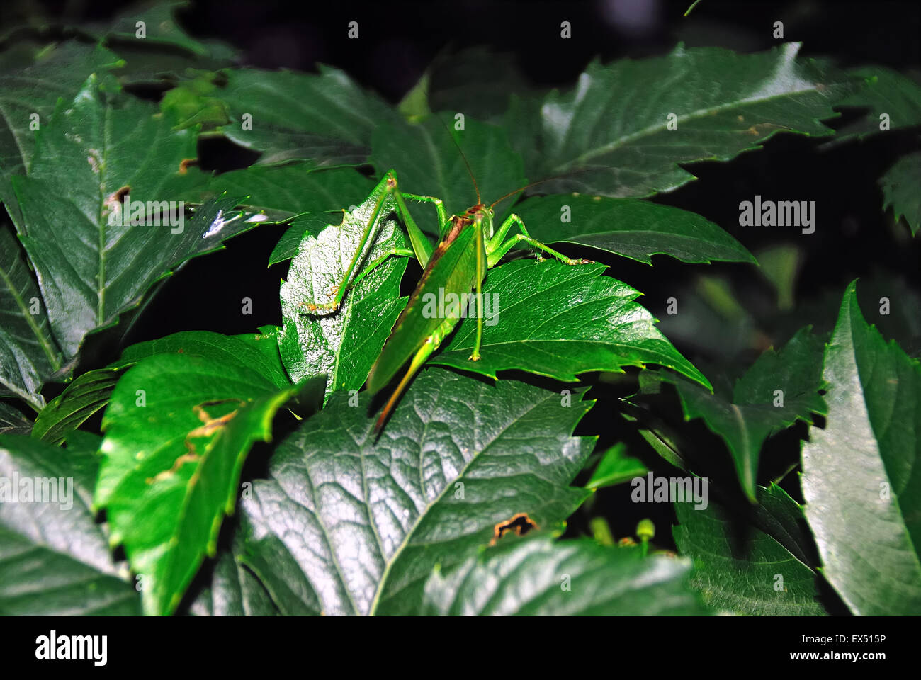 A katydid on a Virginia creeper. Stock Photo