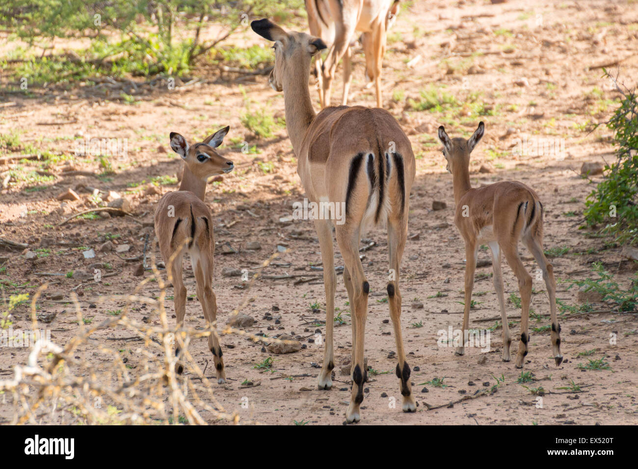 Impala family at the Mokolodi Nature Reserve in Botswana Stock Photo