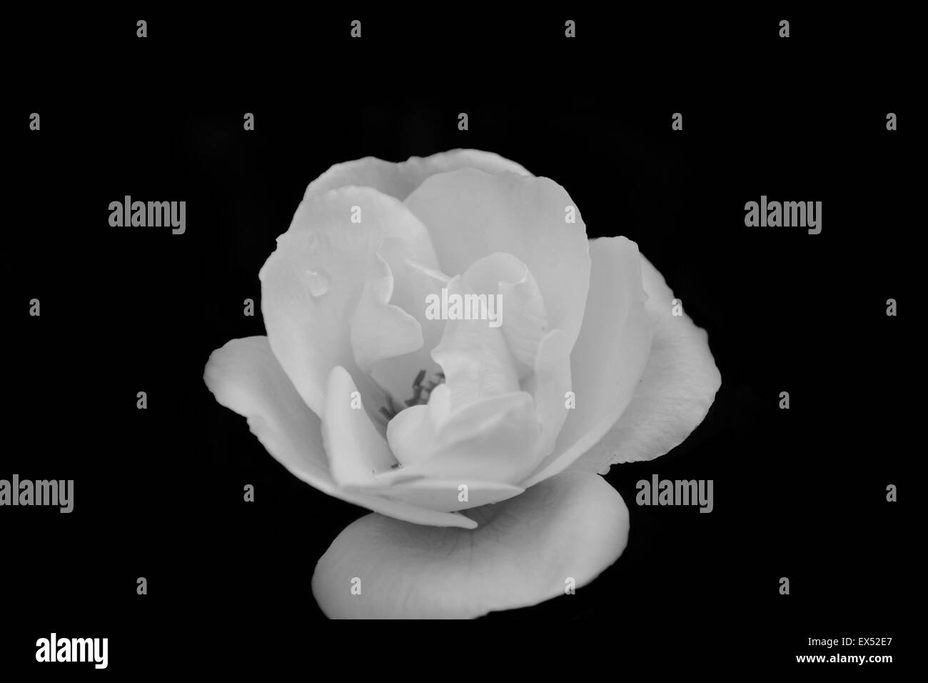 white rose Stock Photo Alamy
