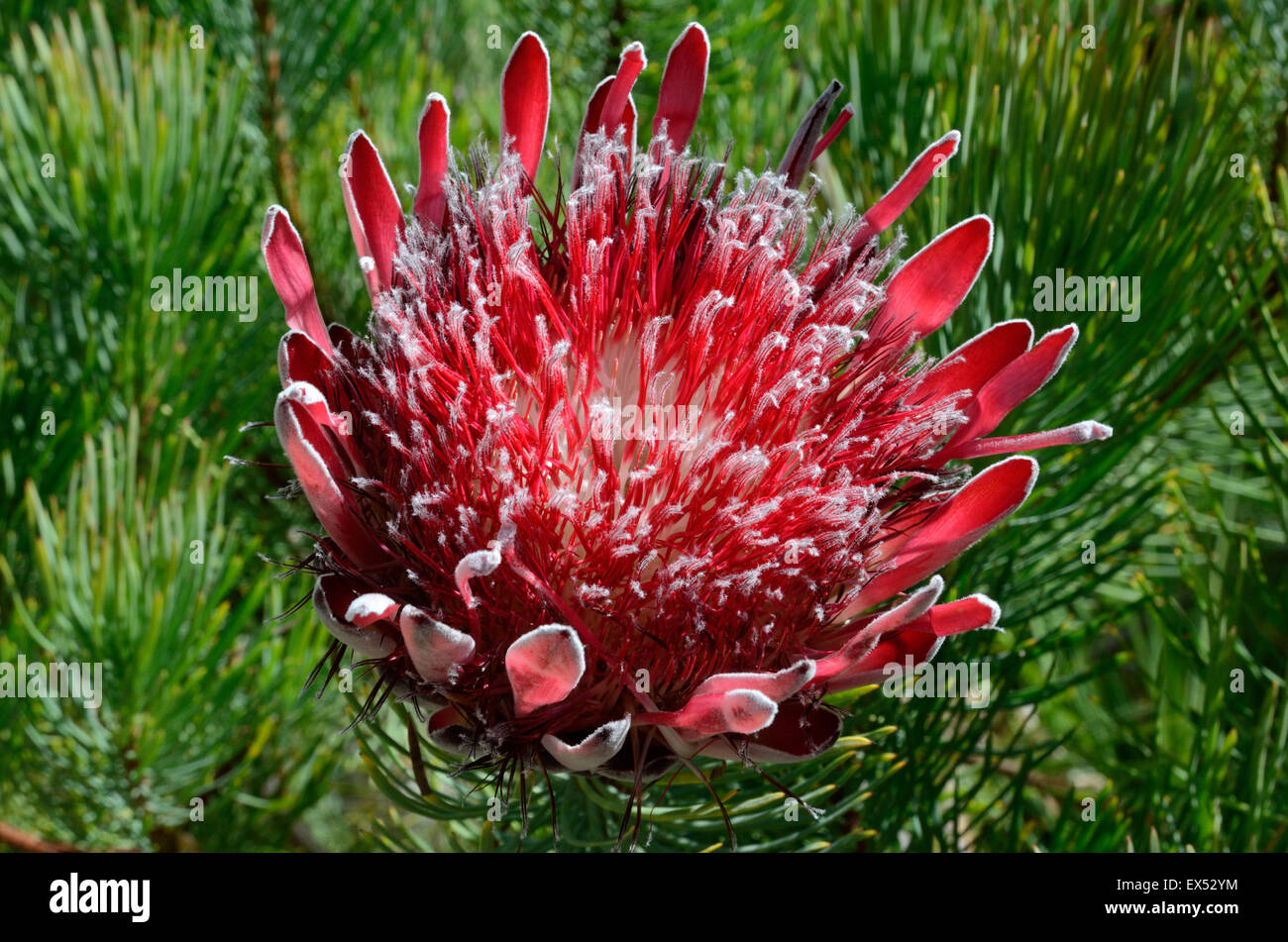 protea flower Protea aristata Stock Photo Alamy