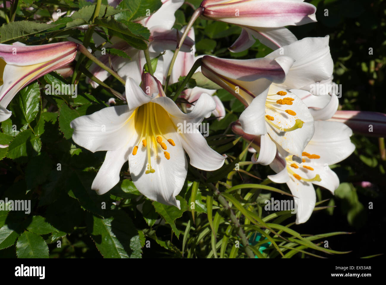 Heavily scented white lily, Lilium 'Regale' Stock Photo - Alamy