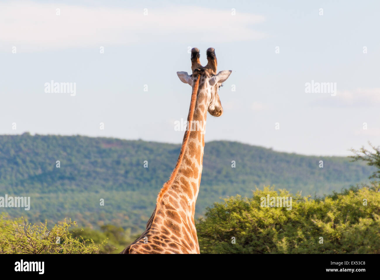 Giraffe at the Mokolodi Nature Reserve in Botswana Stock Photo