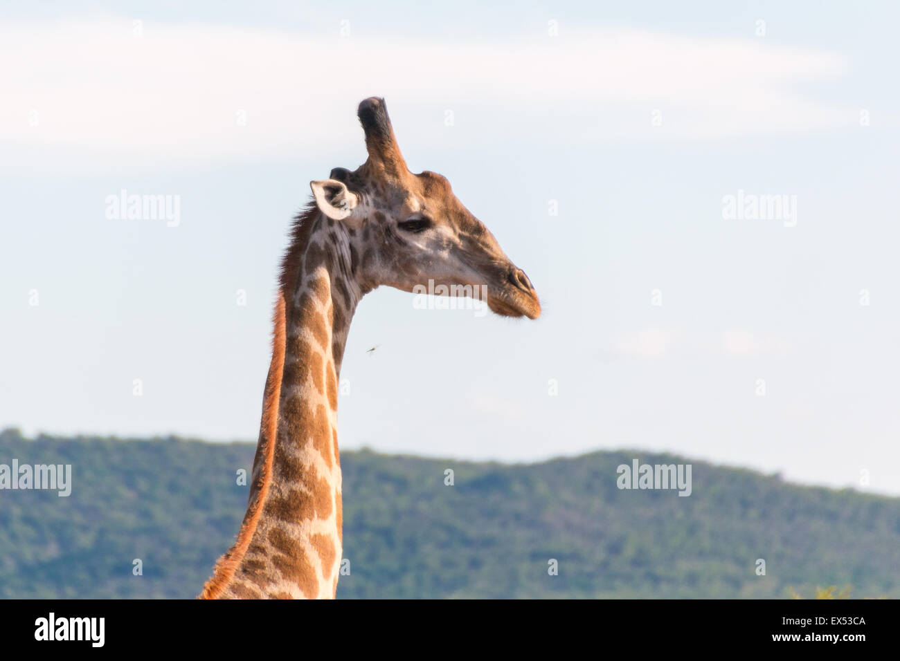 Giraffe at the Mokolodi Nature Reserve in Botswana Stock Photo