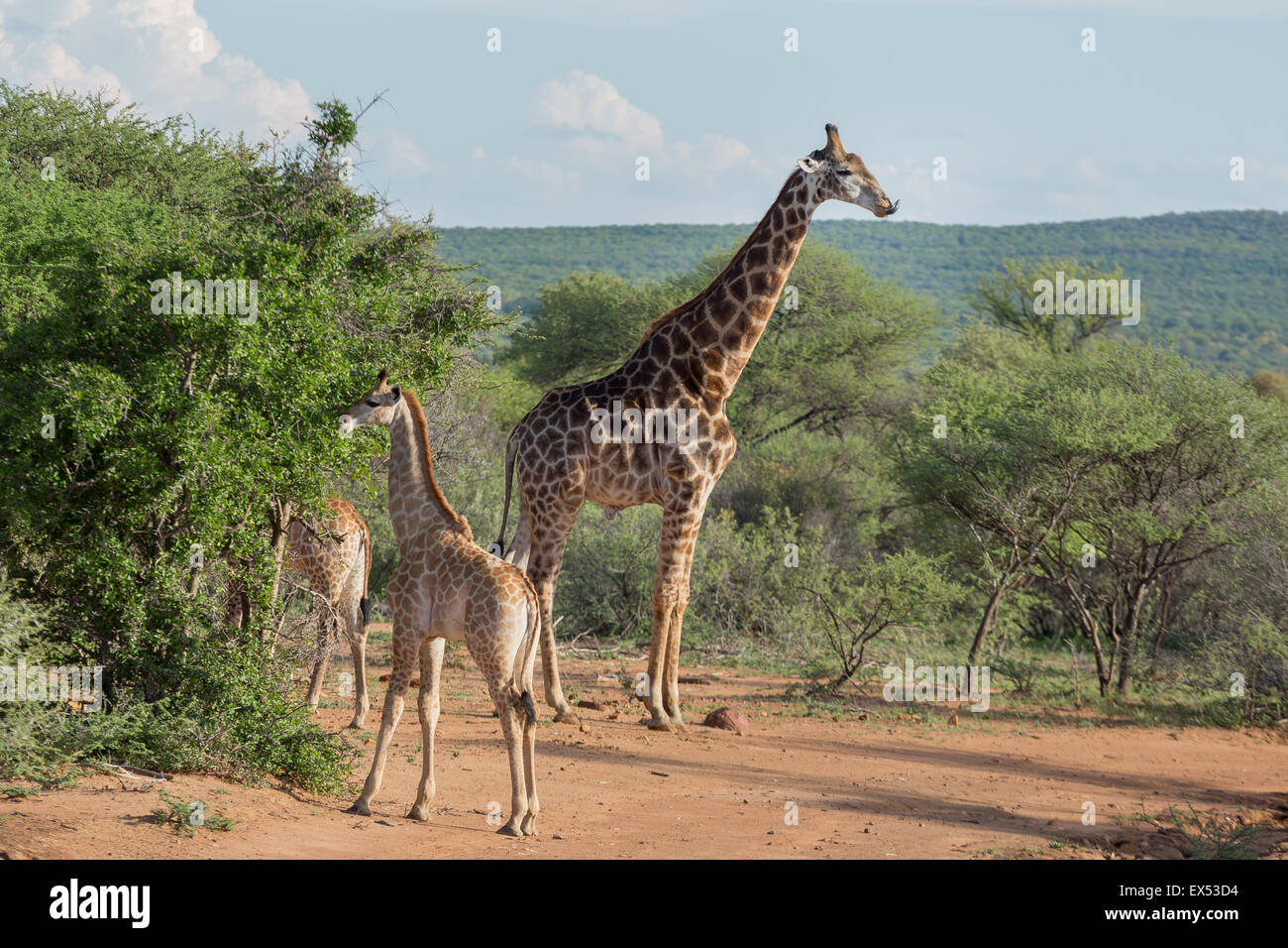 A Giraffe family at the Mokolodi Nature Reserve in Botswana Stock Photo