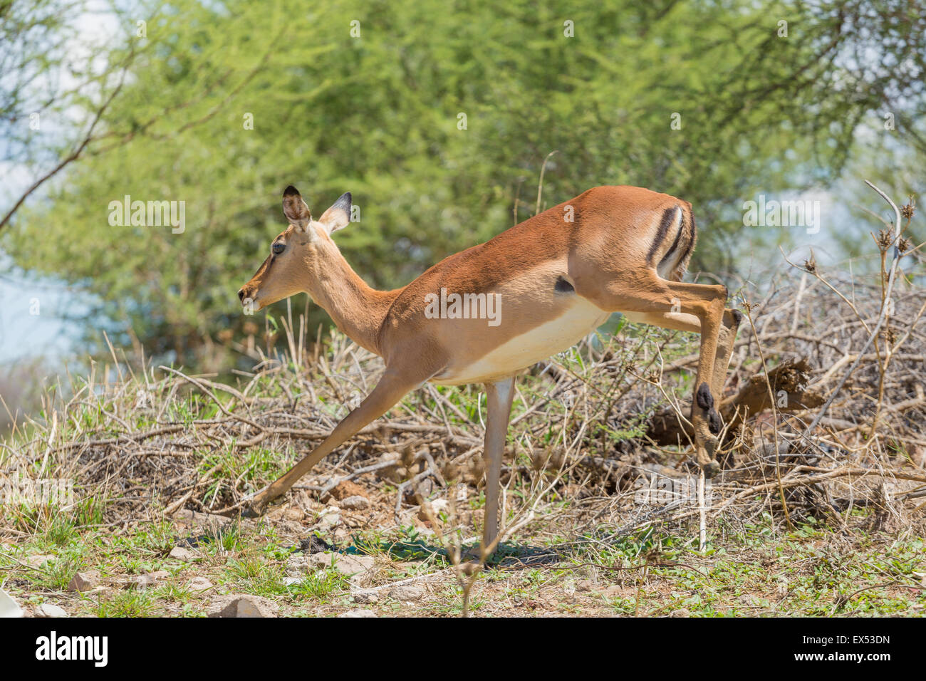 Impala at the Mokolodi Nature Reserve in Botswana Stock Photo