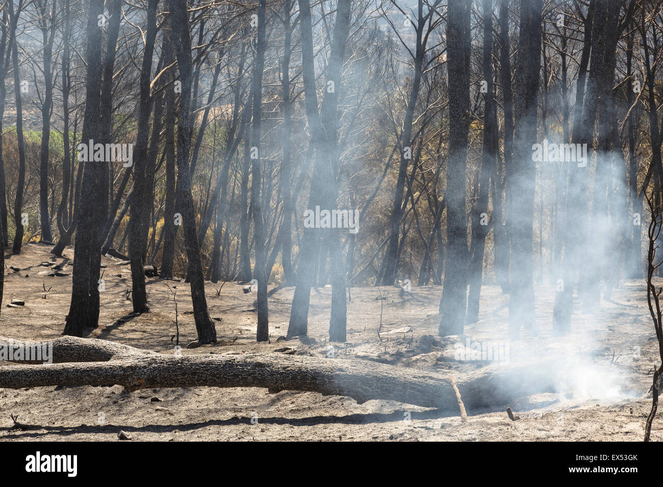 Tree Borned Forest Fire Farasdues Village Zaragoza Province Stock Photo Alamy Tree Borned Forest Fire Farasdues Village Zaragoza Province Stock Photo Alamy
